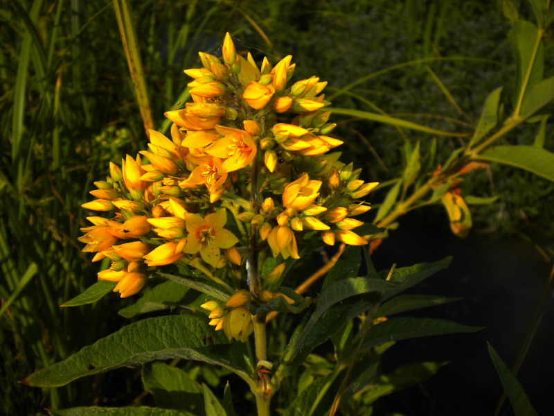 Lysimachia vulgaris / Mazza d'' oro comune