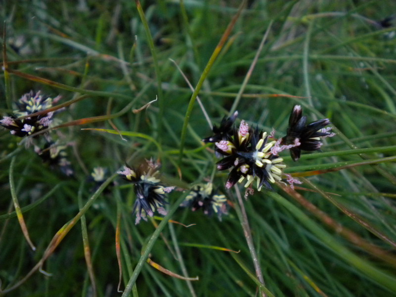 Juncus jacquinii