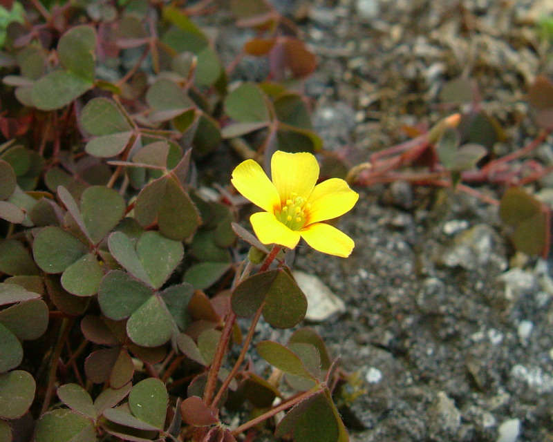 Oxalis corniculata / Acetosella dei campi