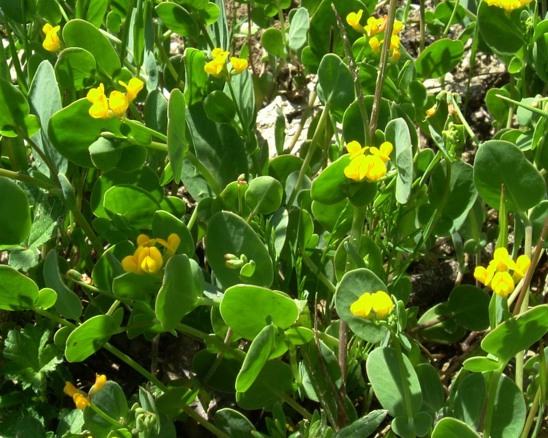 Coronilla scorpioides / Cornetta coda-di-scorpione