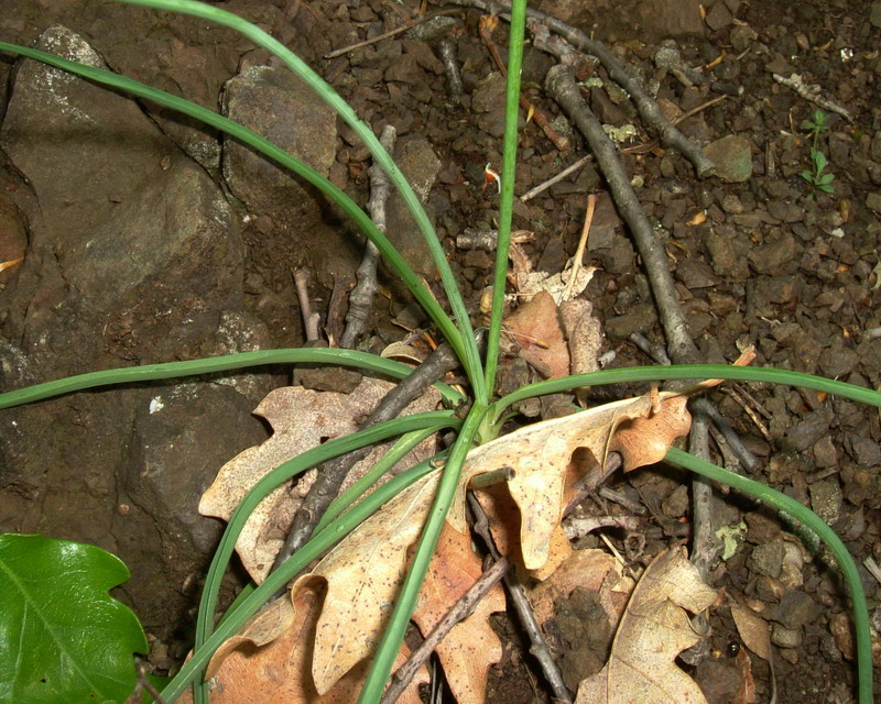 Anthericum liliago