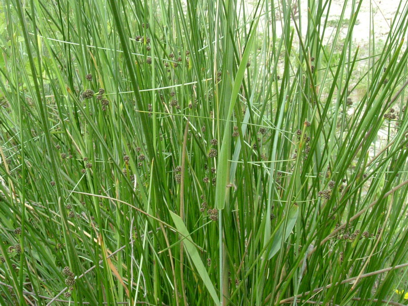 Lungo il greto....1 - cfr. Juncus glomeratus