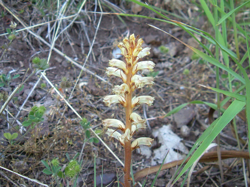 Orobanche minor e Opuntia humifusa (=compressa)