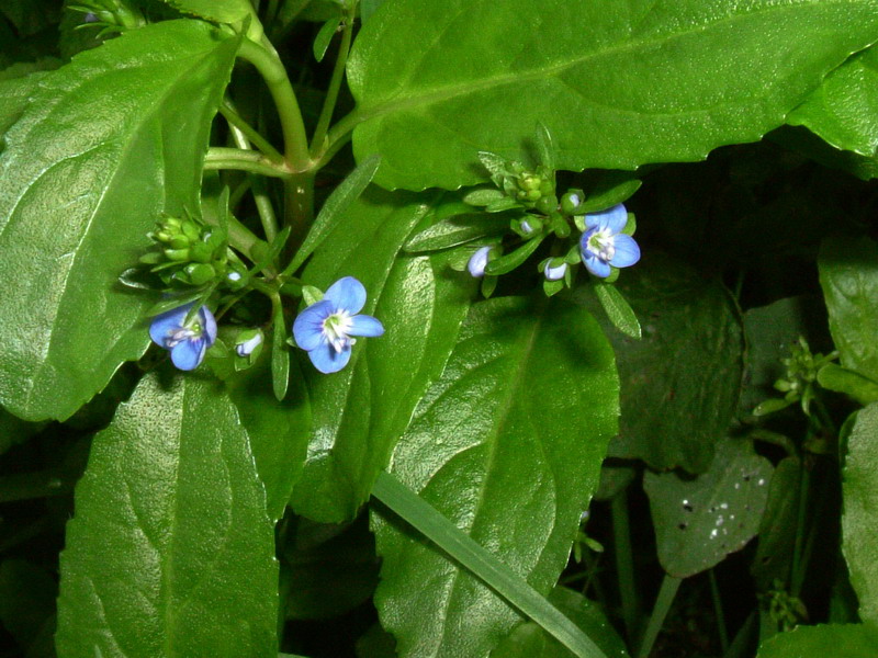 Torbiera appenninica - Veronica beccabunga