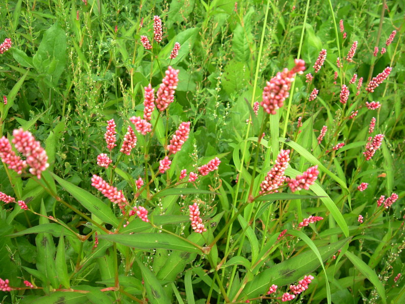 Collina 1 - Persicaria sp.