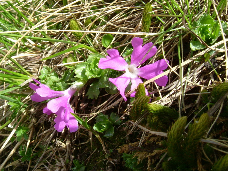 Primula minima / Primula ventaglina