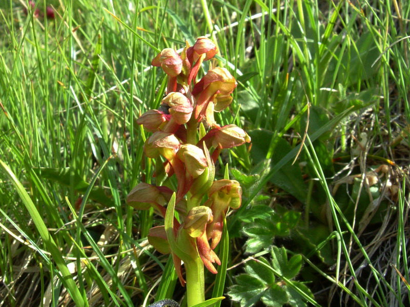 Coeloglossum viride