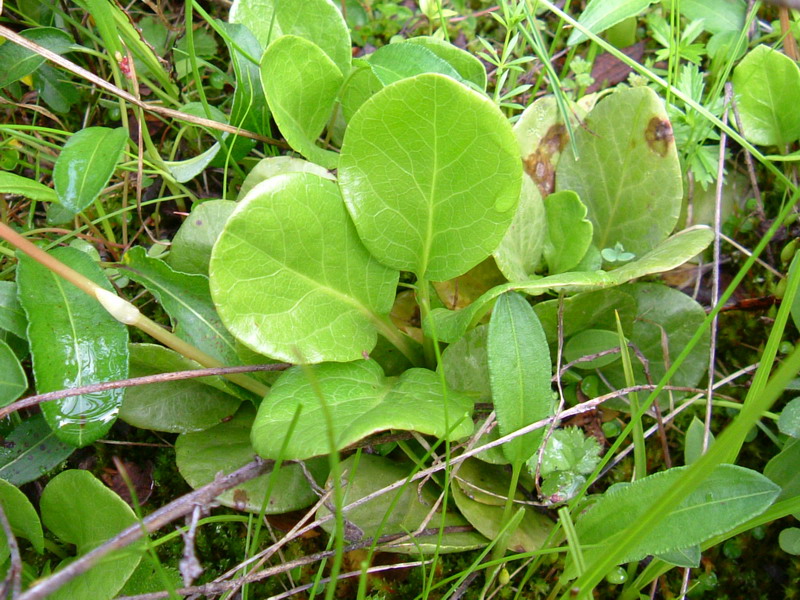 Pyrola rotundifolia / Piroletta a foglie rotonde