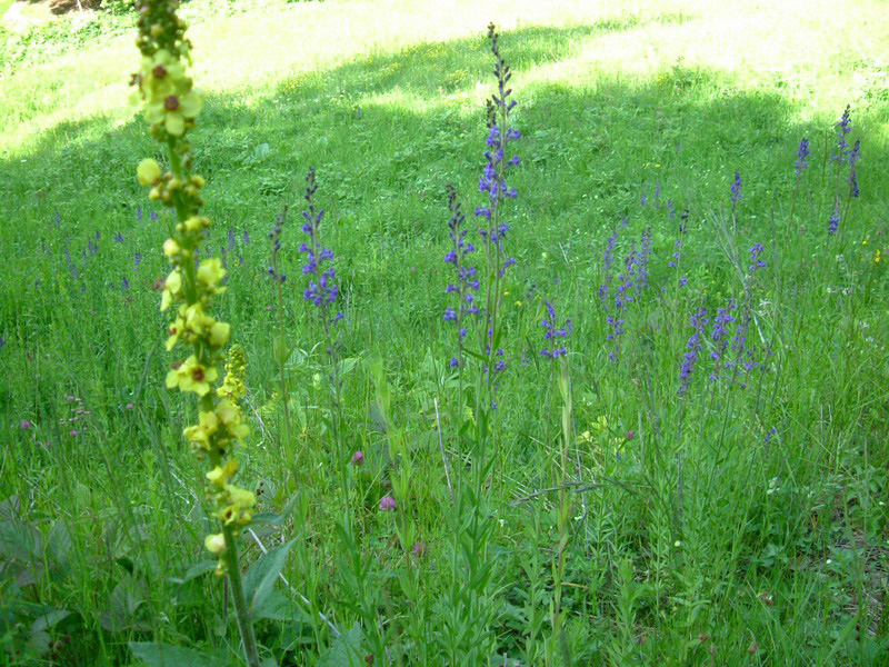 Linaria purpurea