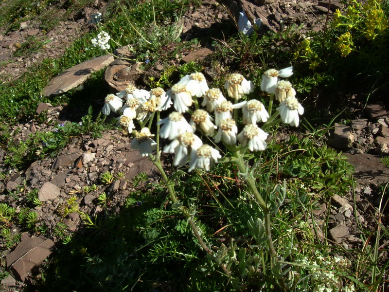 Pale di S.Martino 1 - Achillea clavenae