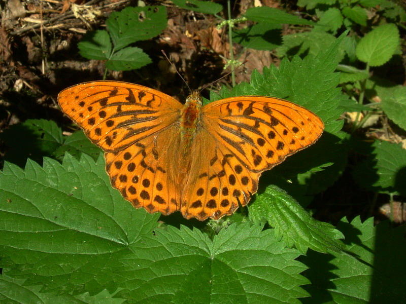 Argynnis paphia