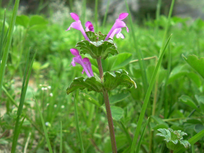 Da determinare 1 - Lamium amplexicaule L.