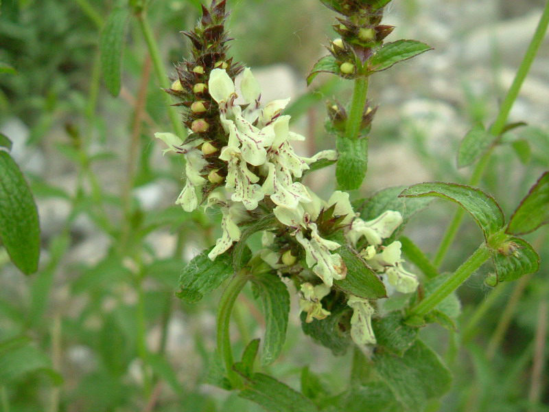 Stachys recta