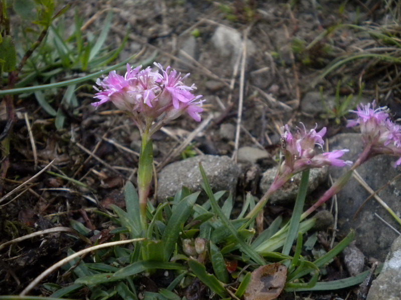 Viscaria alpina (=Lychnis alpina) / Crotonella alpina