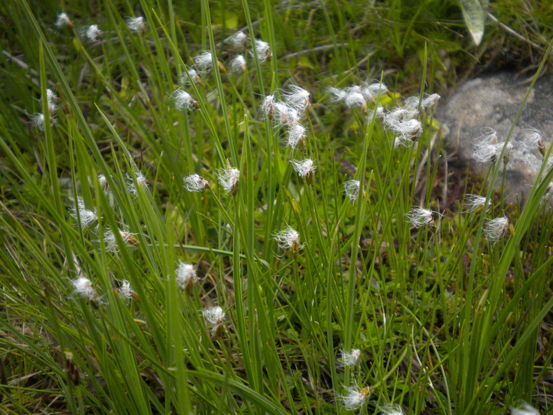 Trichophorum alpinum