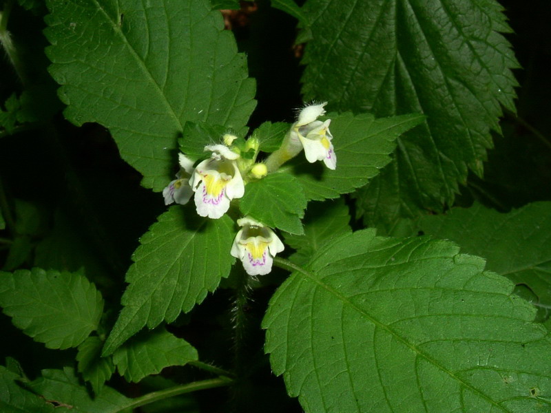 sull''Alpe 1 bis - Galeopsis sp.