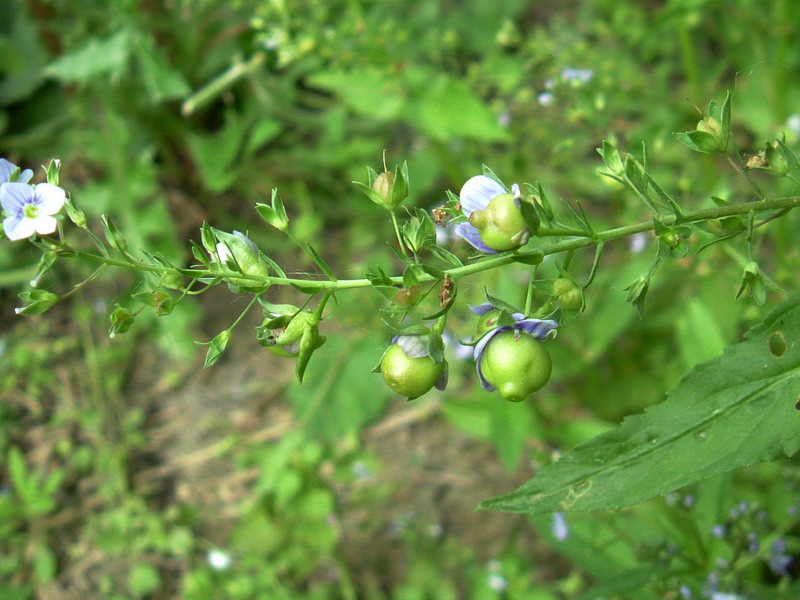 Veronica anagallis-aquatica / Veronica acquatica