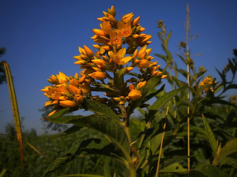 Lysimachia vulgaris / Mazza d'' oro comune