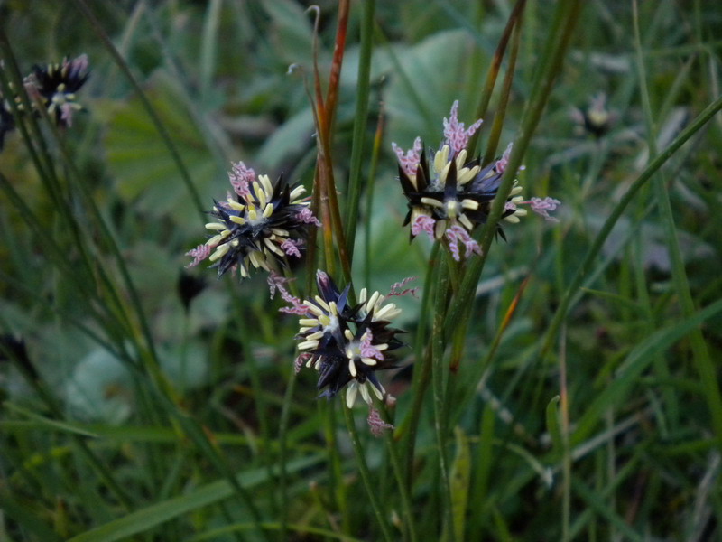 Juncus jacquinii