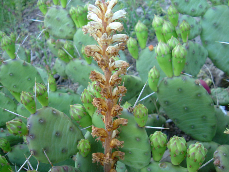 Orobanche minor e Opuntia humifusa (=compressa)