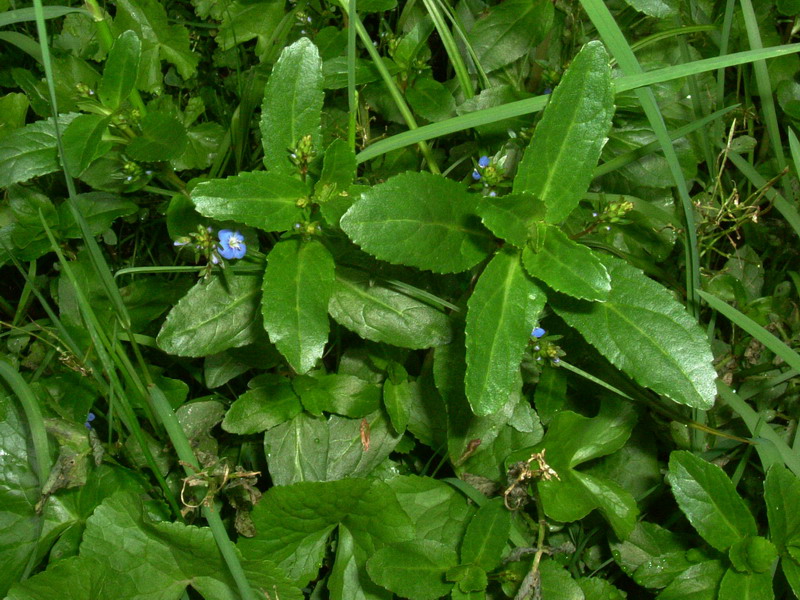 Torbiera appenninica - Veronica beccabunga