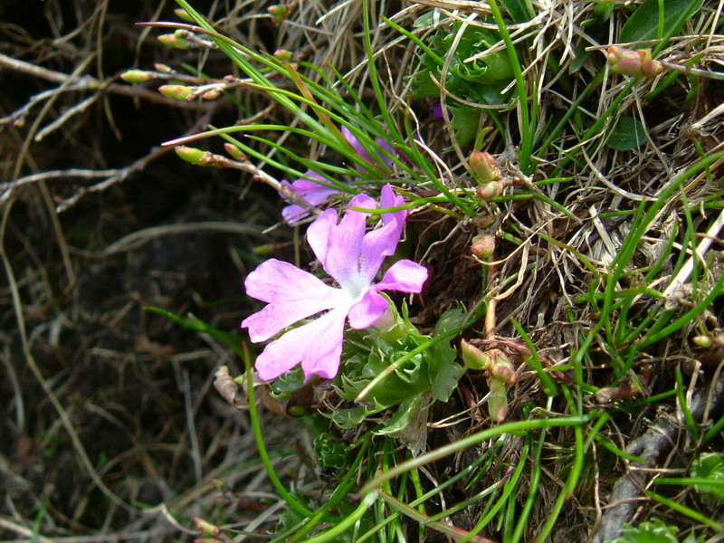 Primula minima / Primula ventaglina