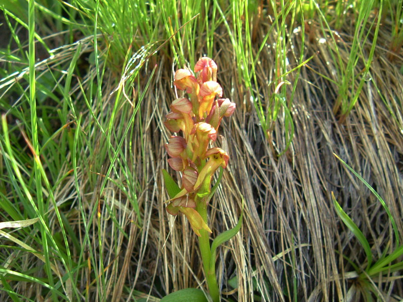 Coeloglossum viride