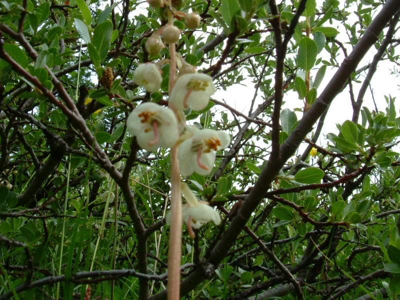 Pyrola rotundifolia / Piroletta a foglie rotonde