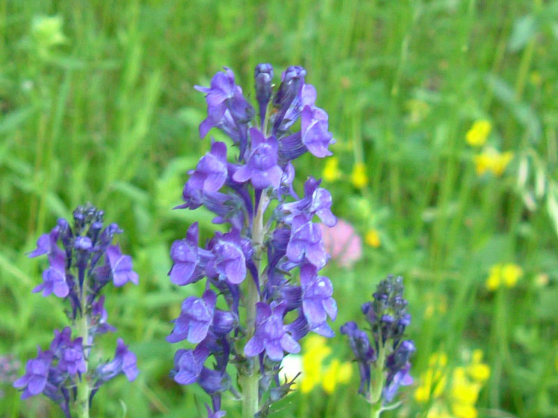 Linaria purpurea