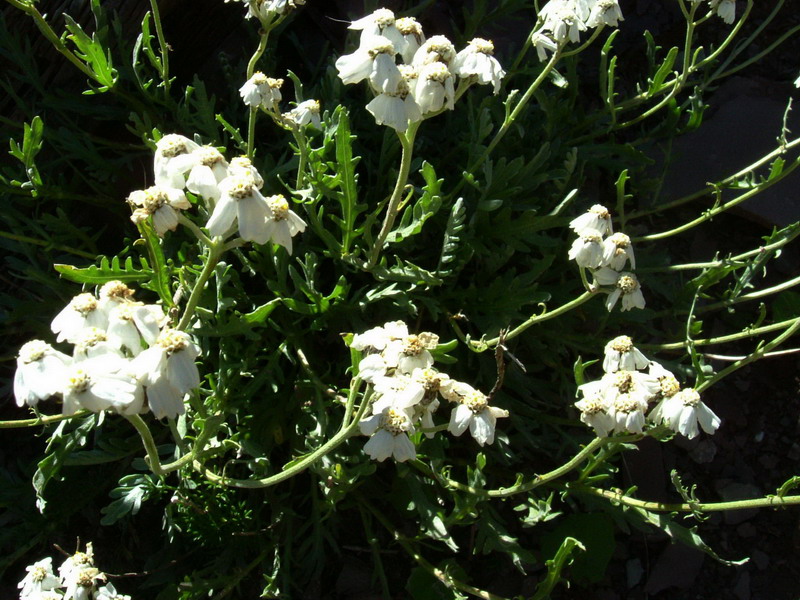 Pale di S.Martino 1 - Achillea clavenae