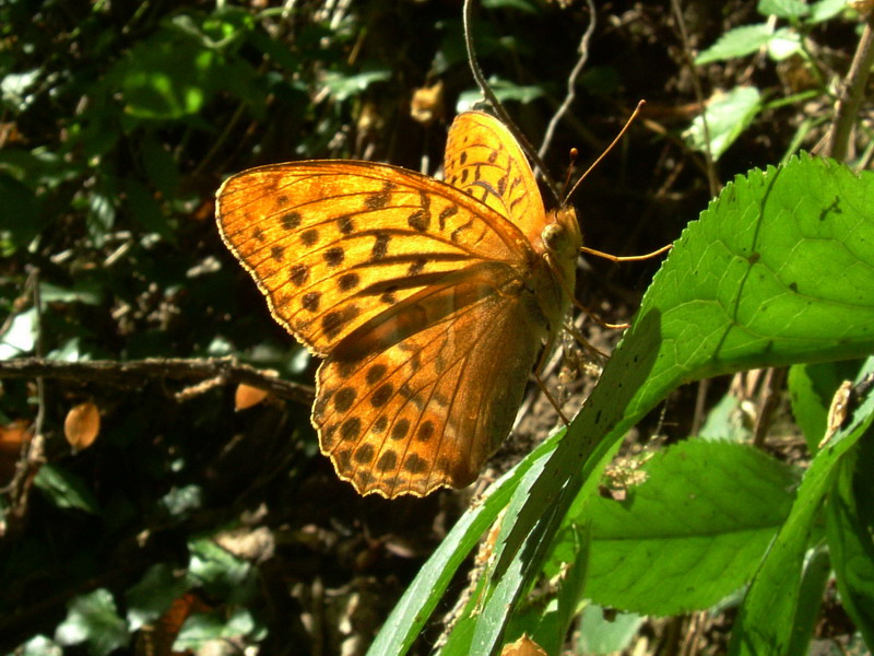 Argynnis paphia