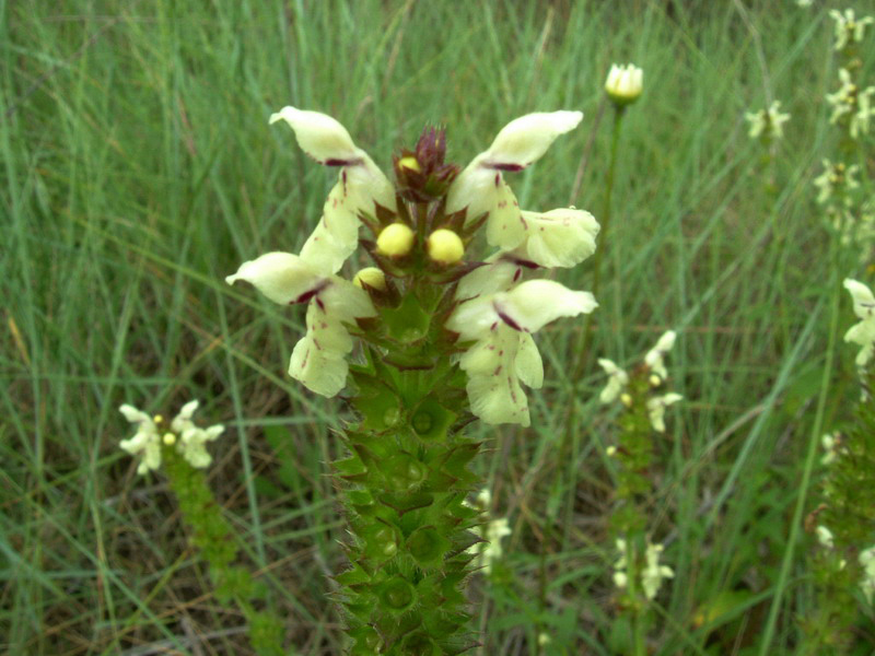 Stachys recta