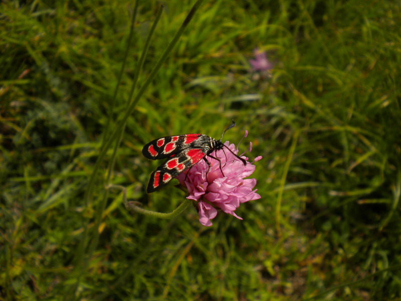 Altra Zygaena