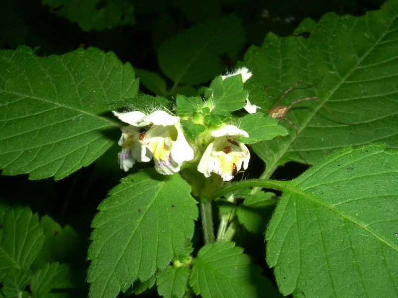 sull''Alpe 1 bis - Galeopsis sp.