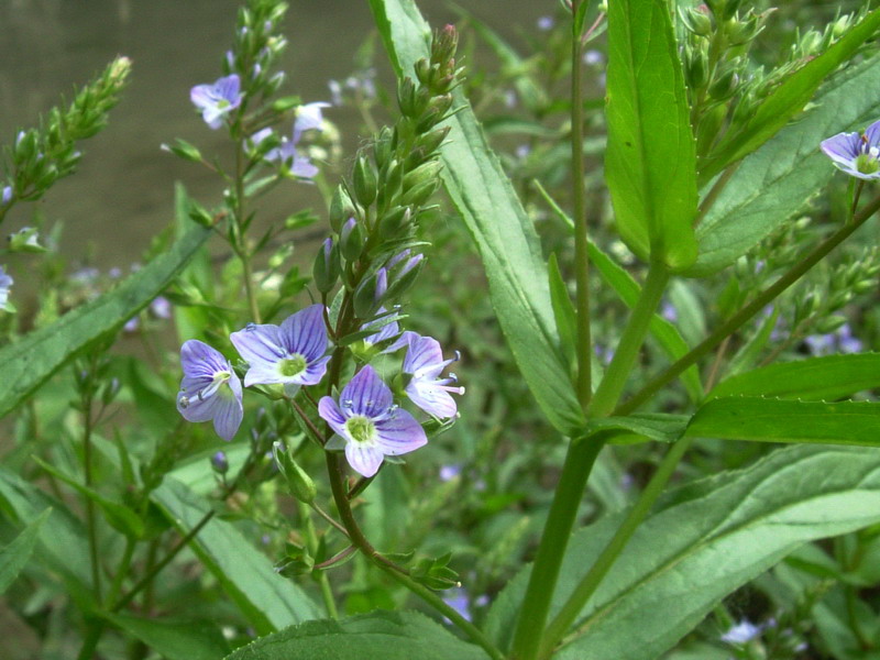 Veronica anagallis-aquatica / Veronica acquatica