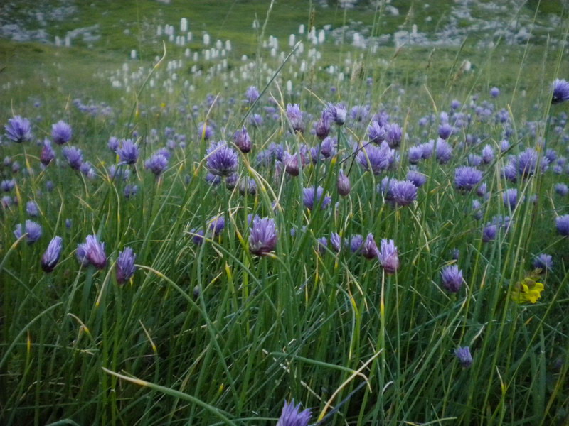 Juncus jacquinii