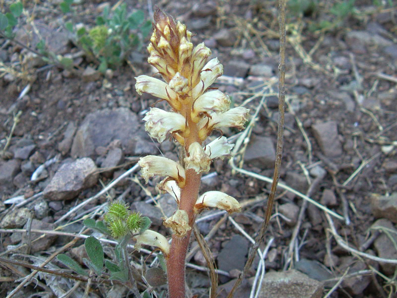 Orobanche minor e Opuntia humifusa (=compressa)