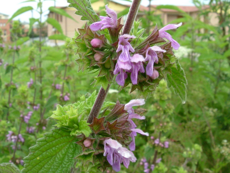 Ballota nigra / Cimiciotta comune