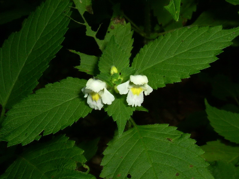 sull''Alpe 1 bis - Galeopsis sp.