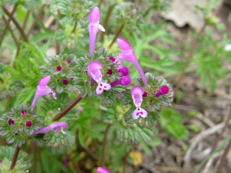 Da determinare 1 - Lamium amplexicaule L.