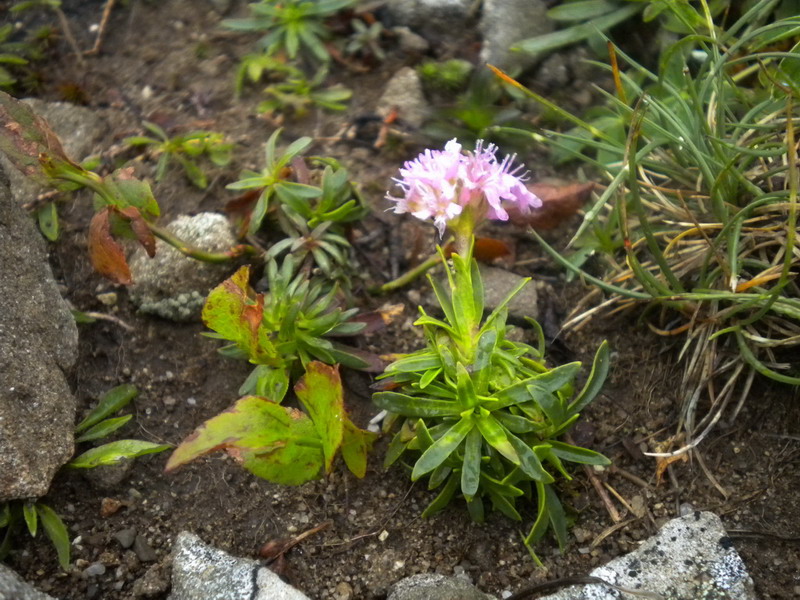 Viscaria alpina (=Lychnis alpina) / Crotonella alpina