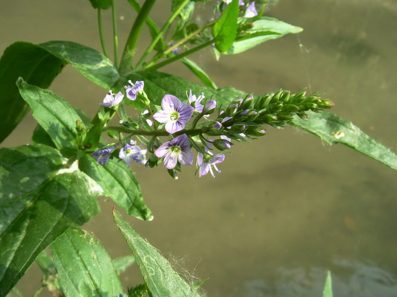 Veronica anagallis-aquatica / Veronica acquatica