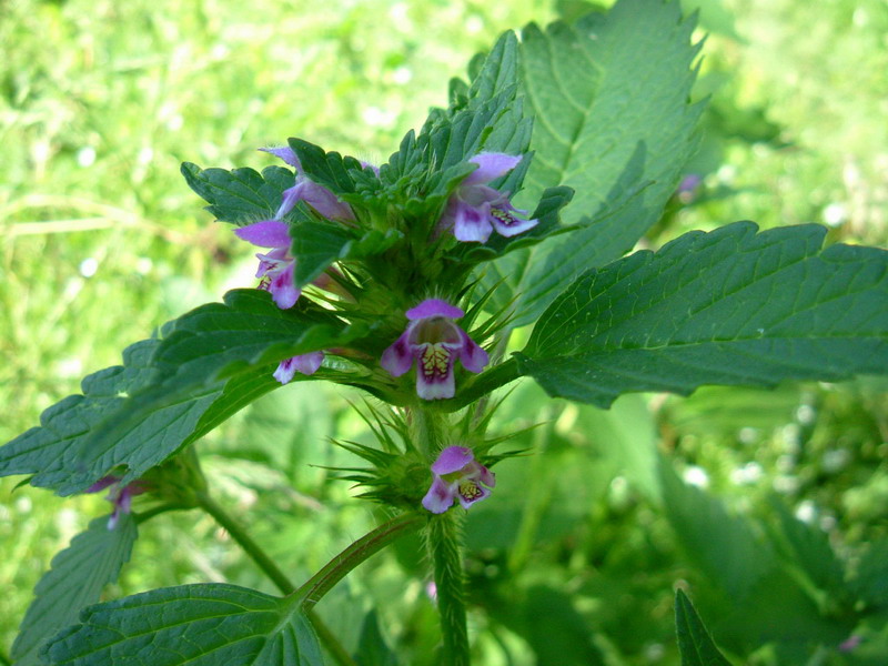 Galeopsis bifida / Canapetta bifida