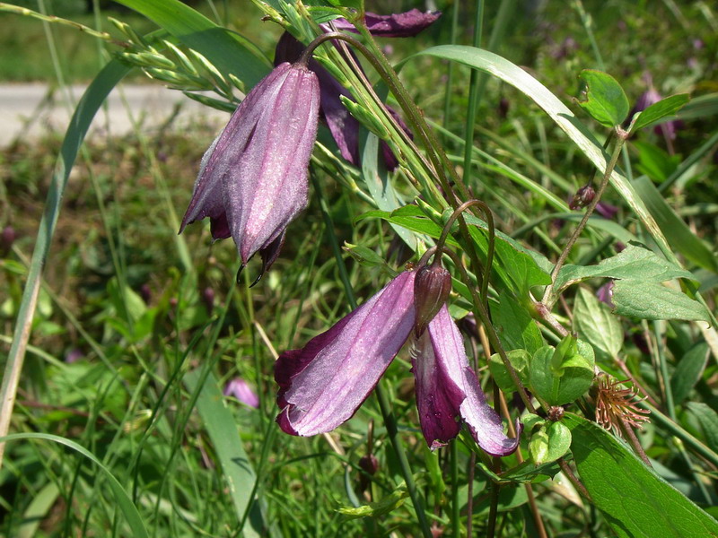 Clematis viticella