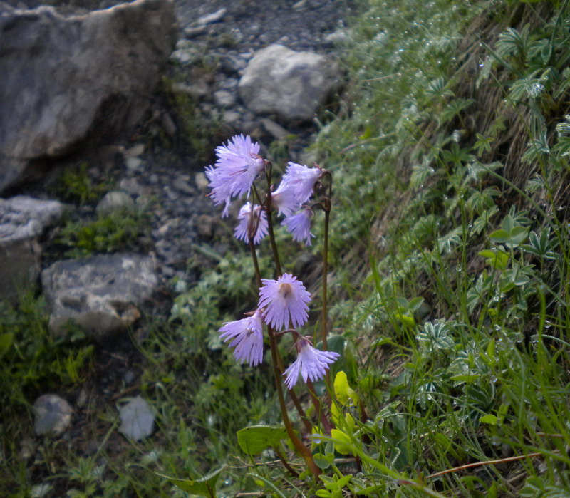 Soldanella alpina in Appennino
