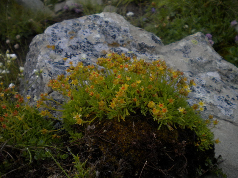 Saxifraga exarata subsp. moschata