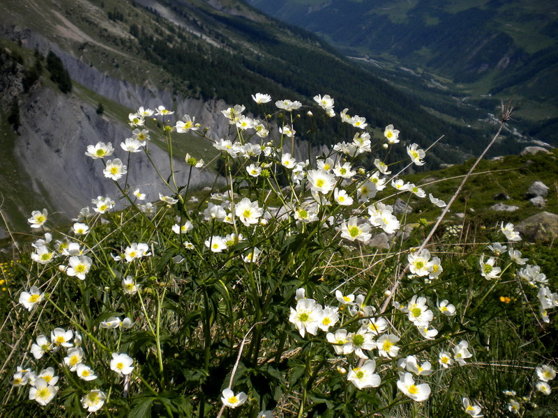 Ranunculus cfr. aconitifolius