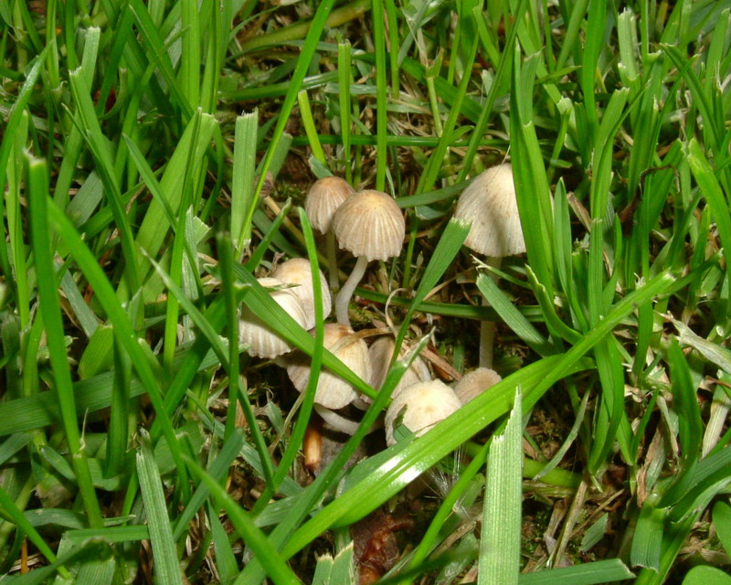 Coprinus ??