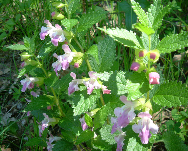 Melittis melissophyllum / Erba limona comune