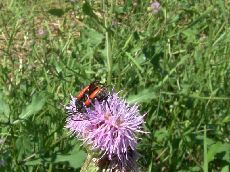 Stictoleptura cordigera